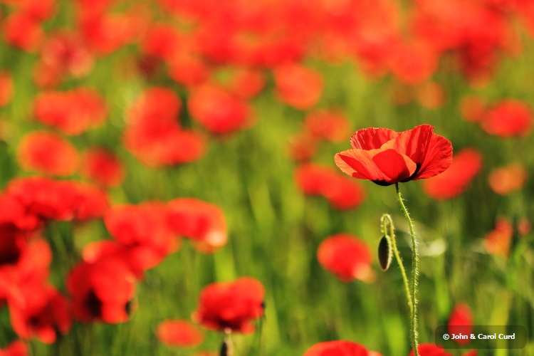 _MG_1276 Poppy field.JPG